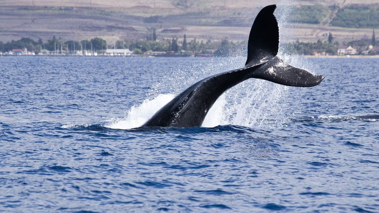 Cardano Whale Drops $6M in Seconds — How You Can Avoid the Same ADA–USDA Error