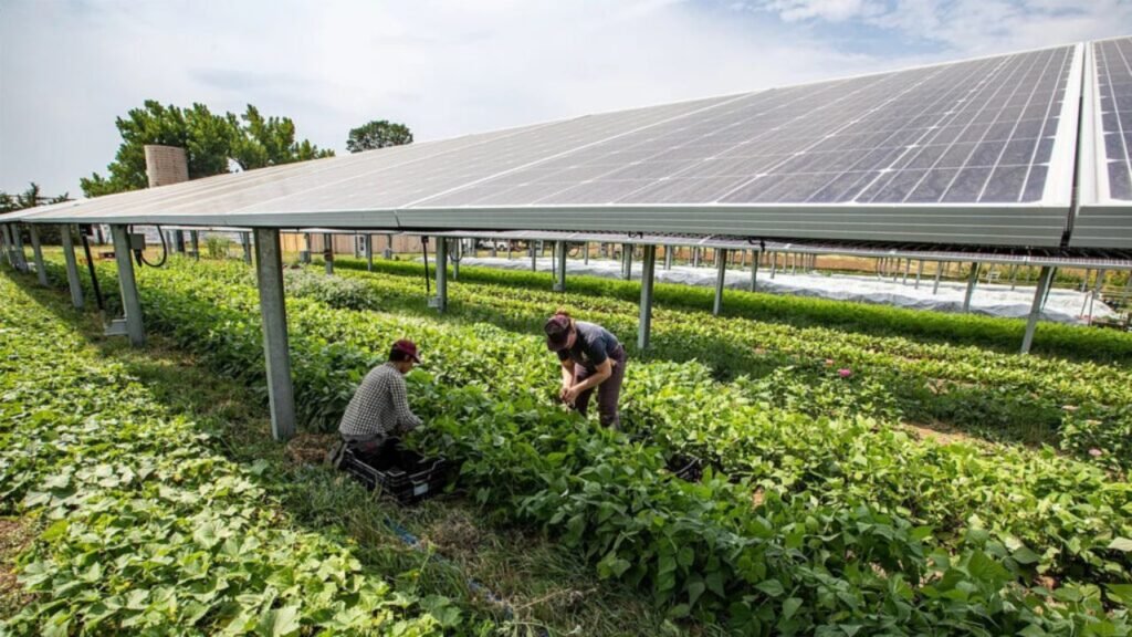 The Reason More Farmers Are Turning to Solar Panels for Crop Protection