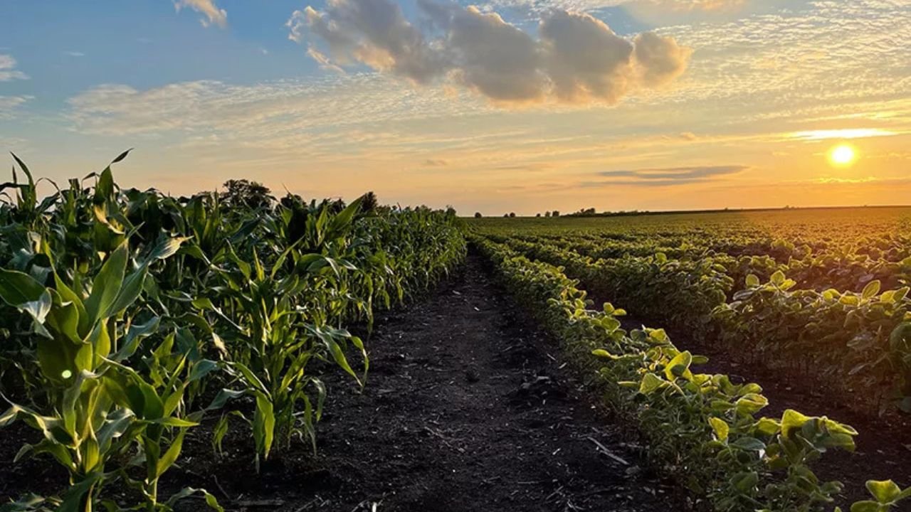 USDA Trims Outlook for Corn and Soybean Yields and Overall Production
