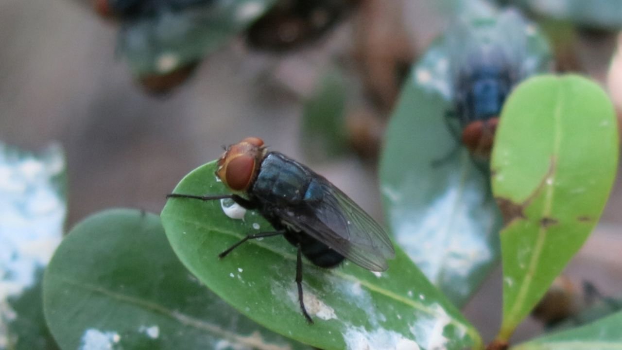 USDA Under Secretary Shares Updates on New Sterile Fly Production Facility in Tampico, Mexico